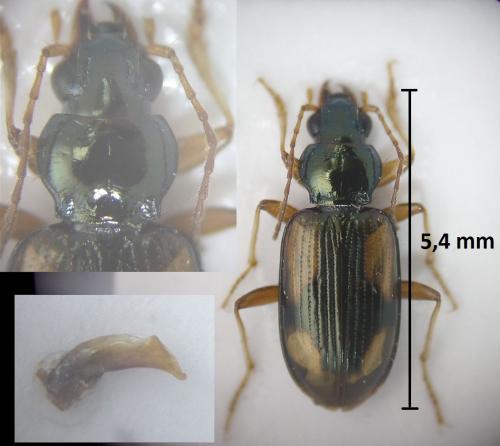 Réf. 190 297 : Bembidion maritimum